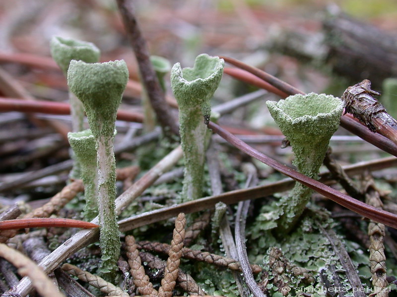 Cladonia fimbriata